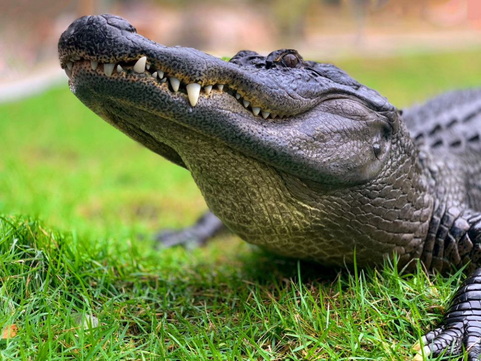 alligator walking on lawn